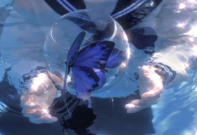 Butterfly