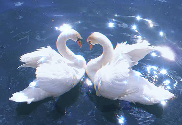 Swan Love