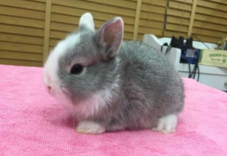 Bunbun